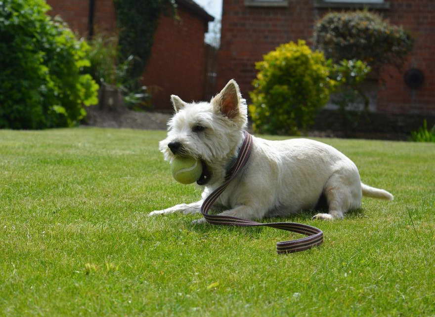 Cairn Terrier Cut