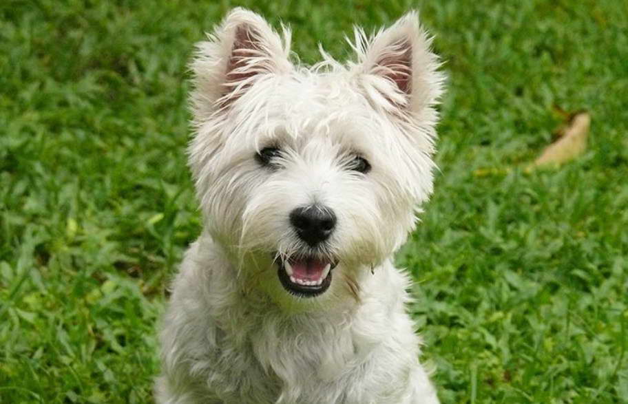 Cairn Terrier Mix Puppies