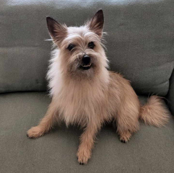 Cairn Terrier Pomeranian Mix