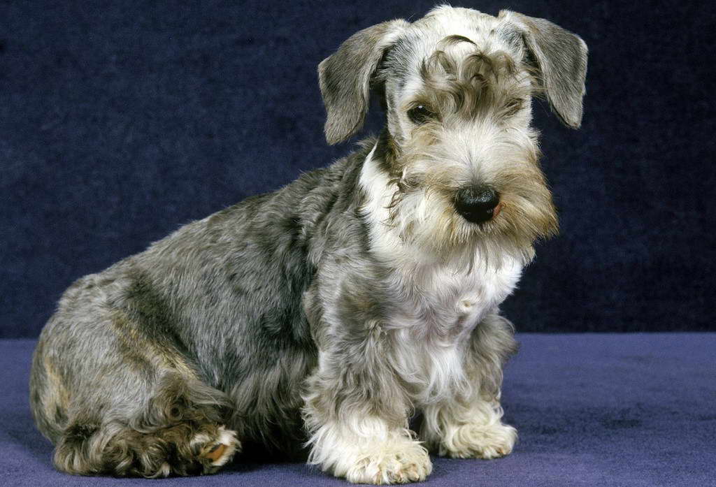 Cesky Terrier For Sale