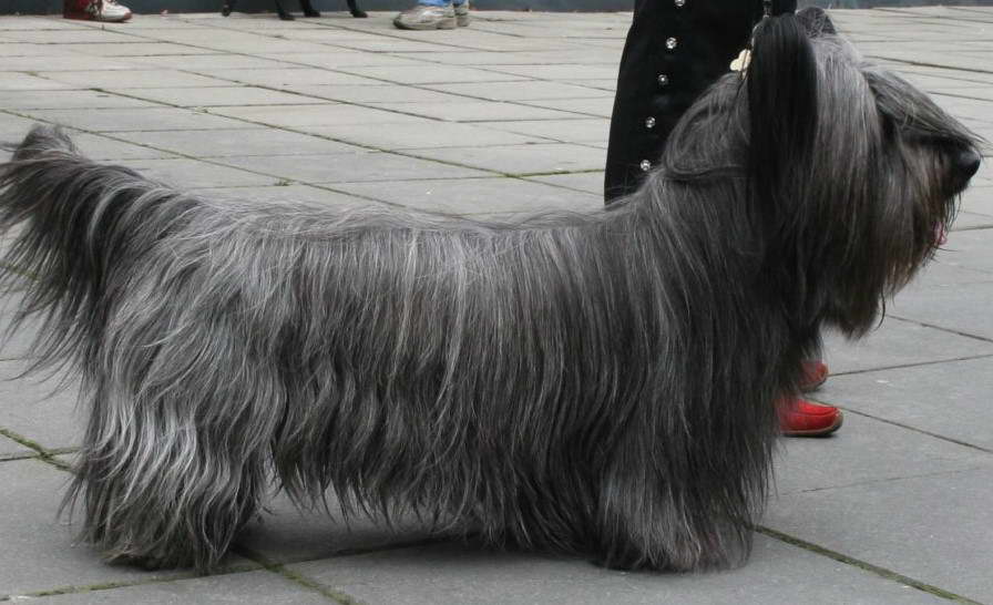 Clydesdale Terrier