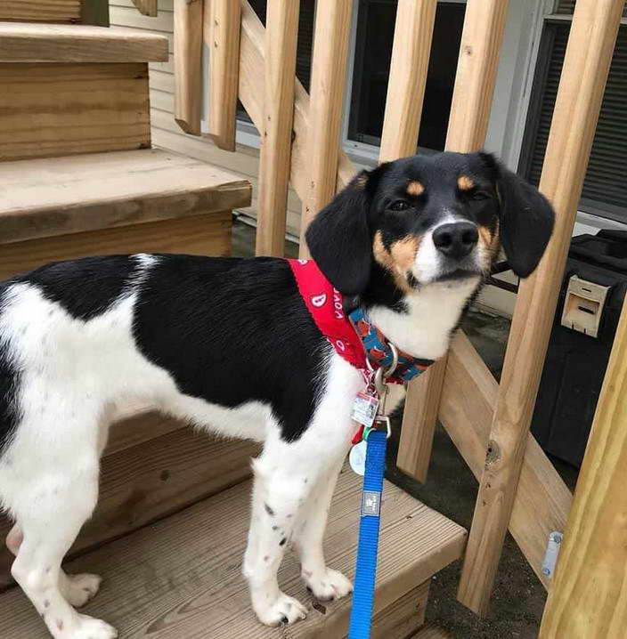 Cocker Spaniel Rat Terrier Mix