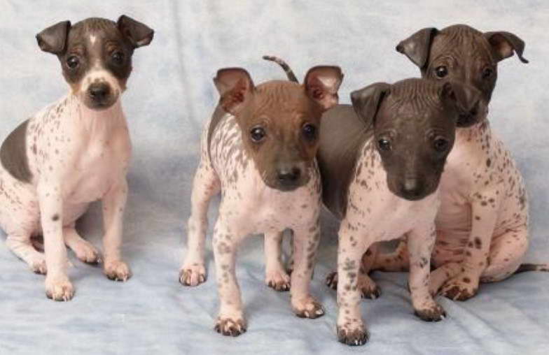 Cute American Hairless Terrier