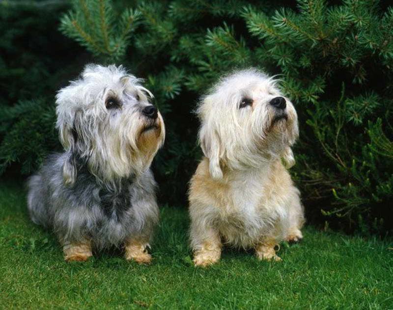 Dandie Dinmont Terrier For Sale