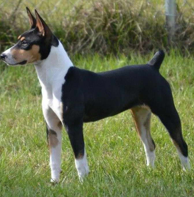 Decker Rat Terrier For Sale