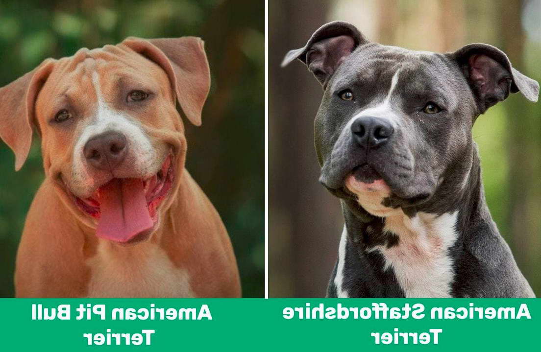 Difference Between American Pitbull Terrier And American Staffordshire Terrier