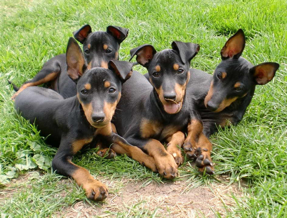 English Toy Terrier Black & Tan