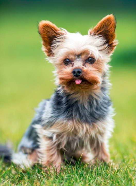 Female Yorkshire Terrier