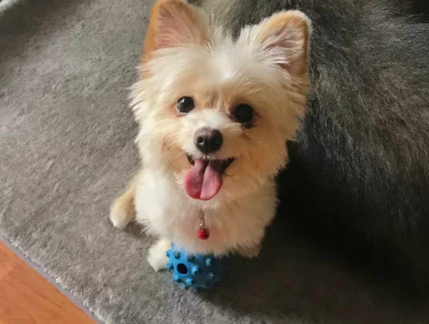 Fox Terrier Pomeranian Mix