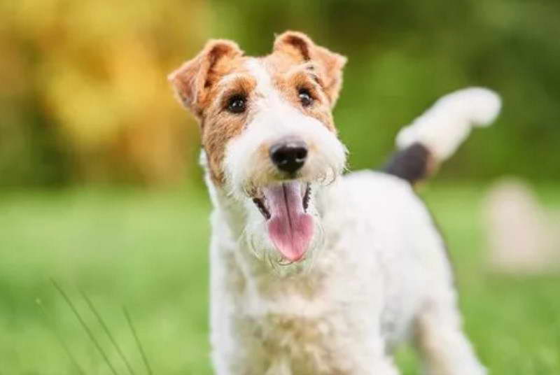 Fox Terrier Size