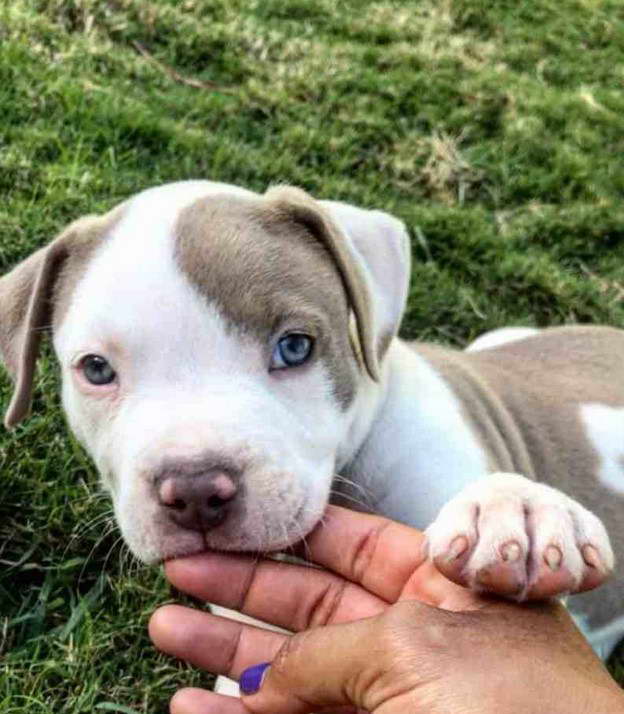 French Bulldog Rat Terrier Mix