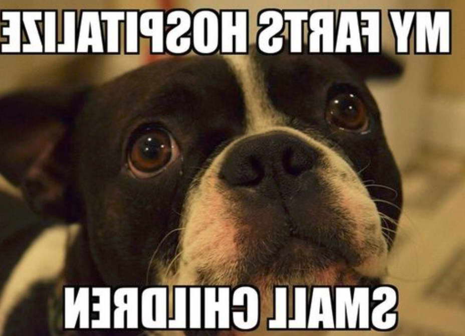 Funny Boston Terrier Memes