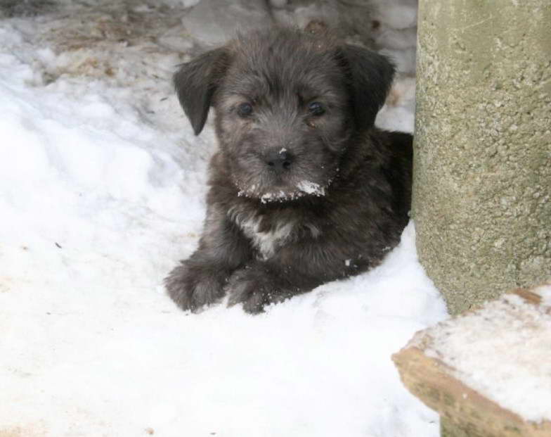 Glen of Imaal Terrier Rescue