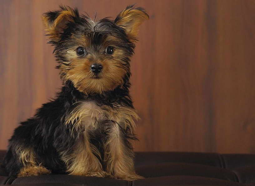 Golden Yorkshire Terrier