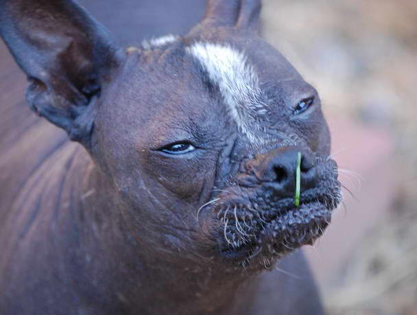 Hairless Boston Terrier