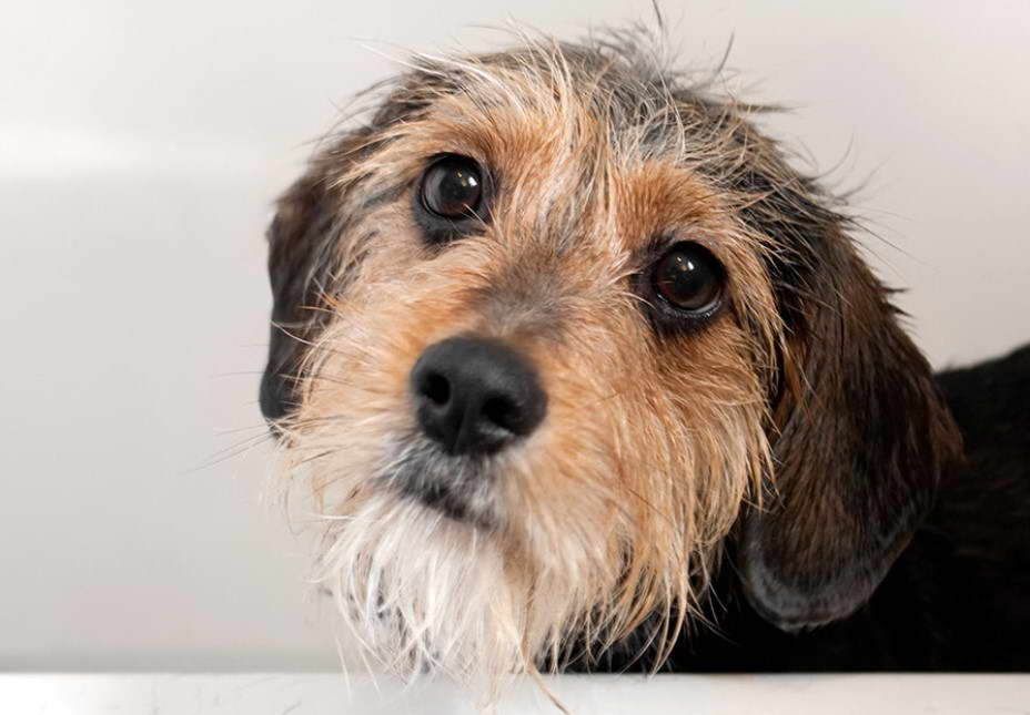 Hound Terrier Mix Puppy