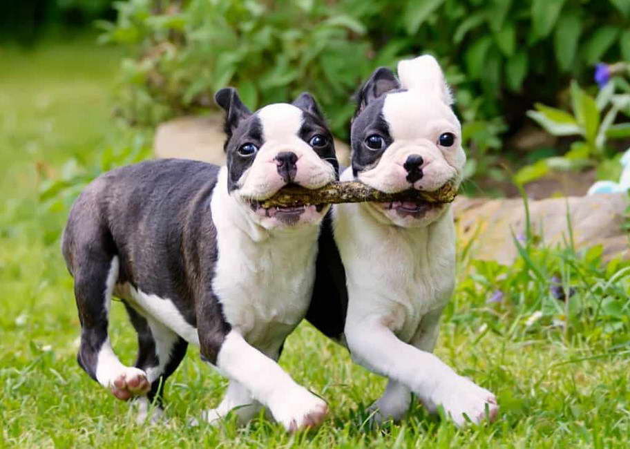 How Much Does A Boston Terrier Puppy Cost