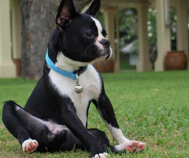 how to train a boston terrier