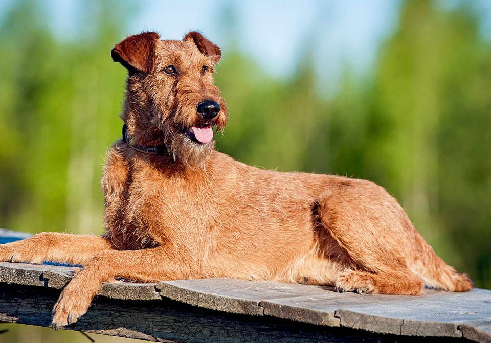 Irish Terrier Adoption