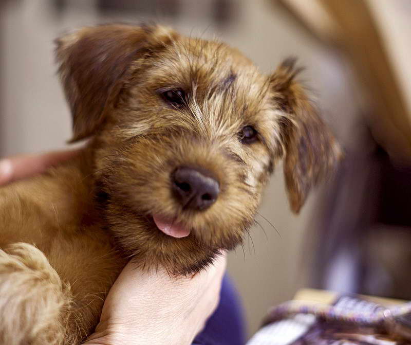 Irish Terrier Dog