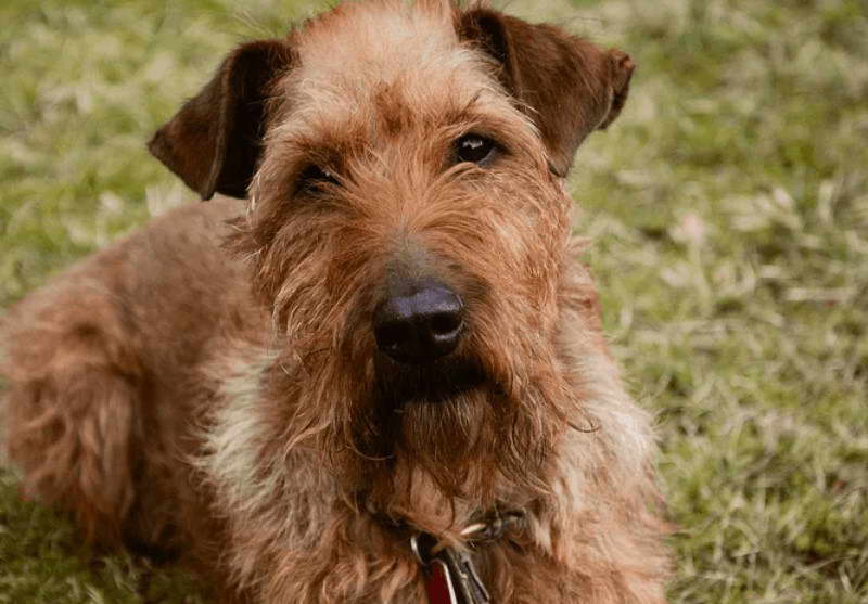 Irish Terrier Poodle Mix