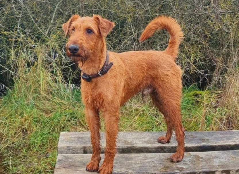 Irish Terrier Shedding