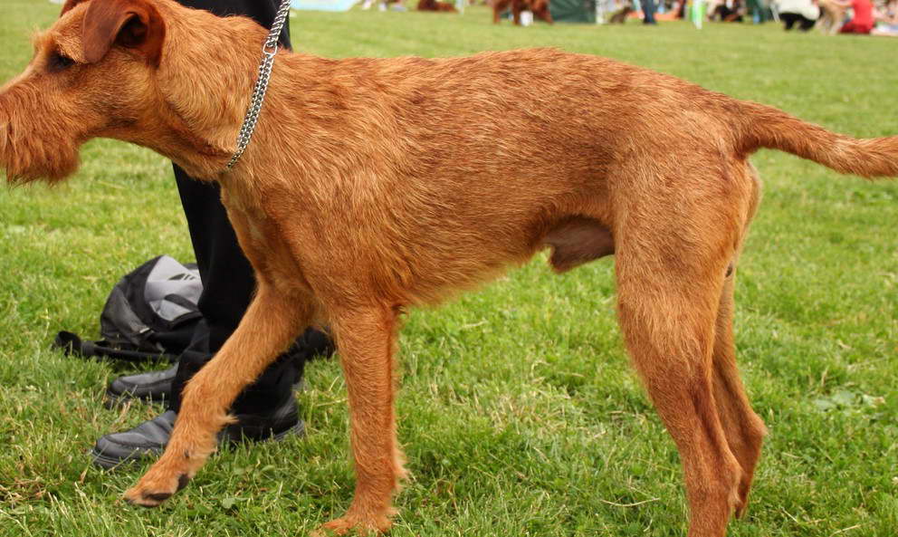 Irish Terrier Temperament