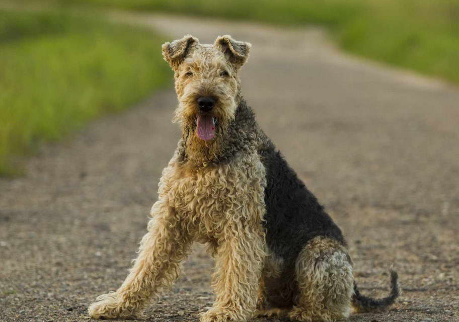 Irish Wire Haired Terrier