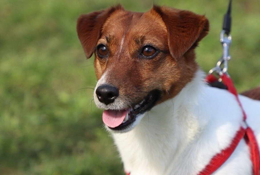 Jack Russell And Terrier Mix