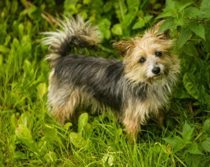 jack russell cross yorkshire terrier yorkie terrier