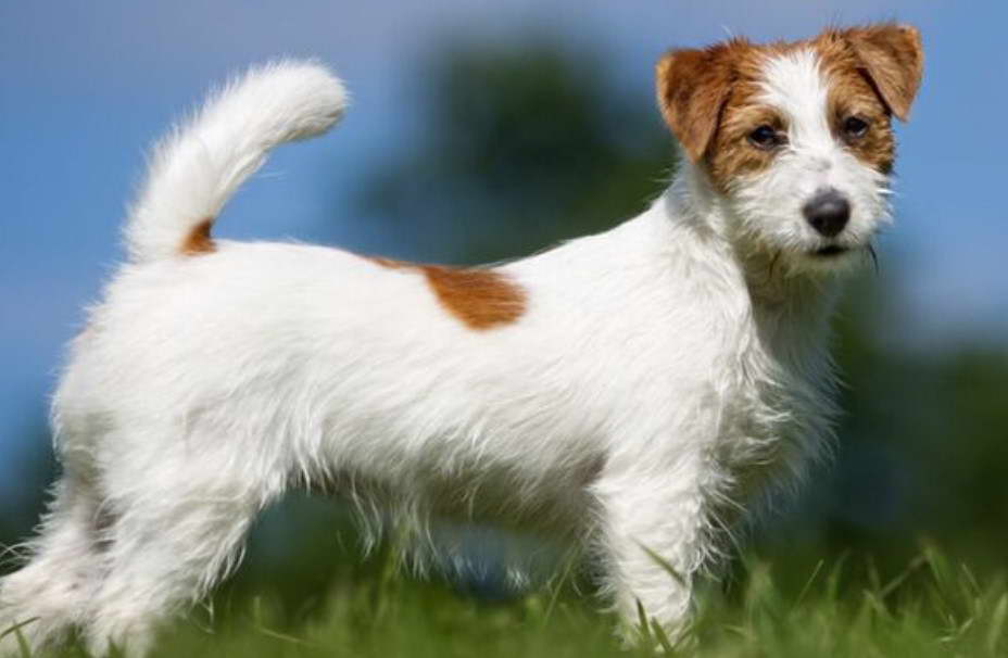 Jack Russell Terrier and Dachshund Mix