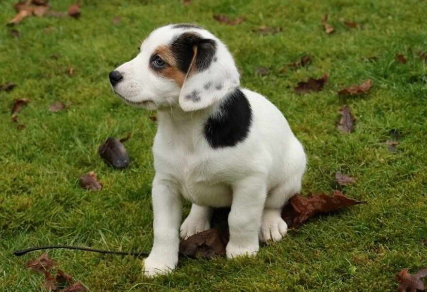 Jack Russell Terrier Beagle