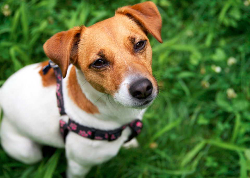 Jack Russell Terrier For Adoption Near Me