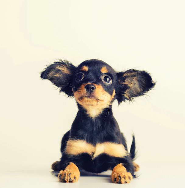 Russian Toy Terrier Chihuahua Mix