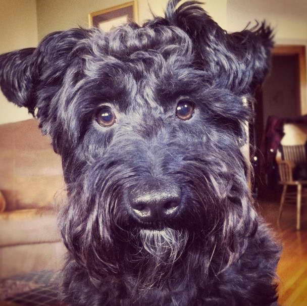 Scottish Terrier Dachshund Mix