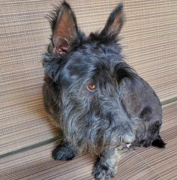 Scottish Terrier Puppies For Sale In Texas