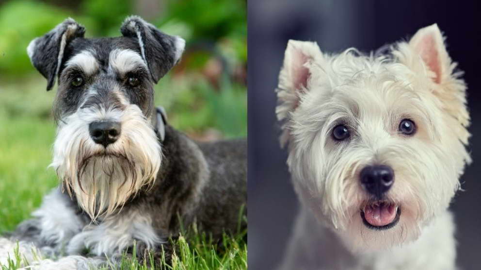 Scottish Terrier vs Schnauzer