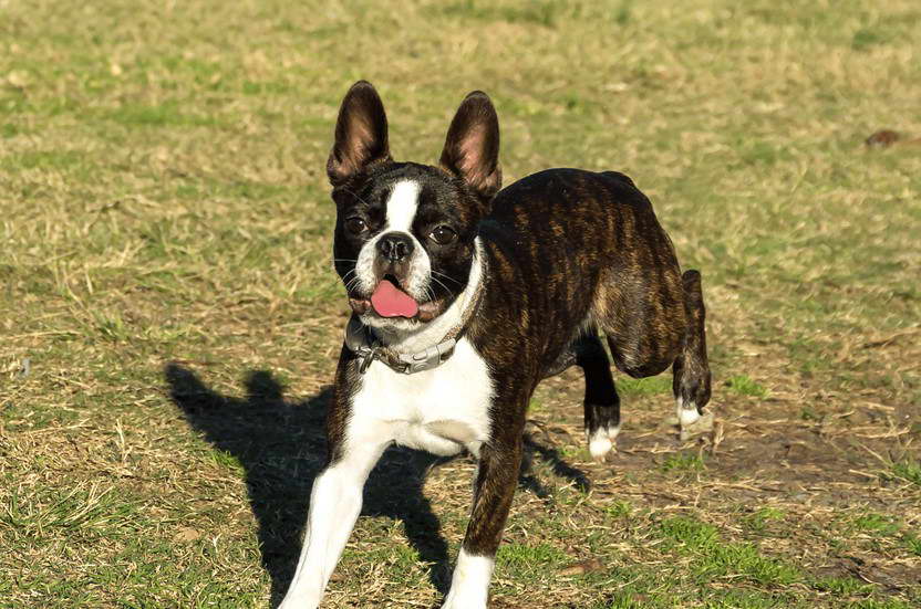 Seal Colored Boston Terrier