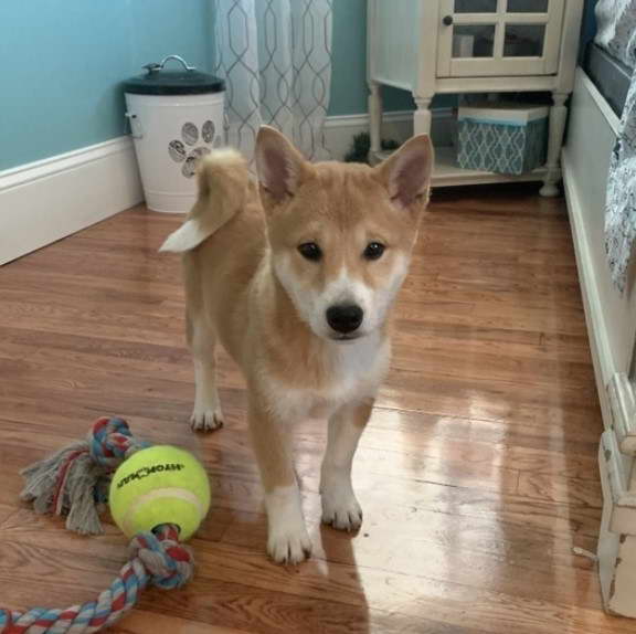 Shiba Inu Rat Terrier Mix