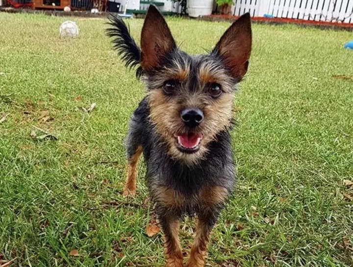 Silky Terrier Chihuahua Mix