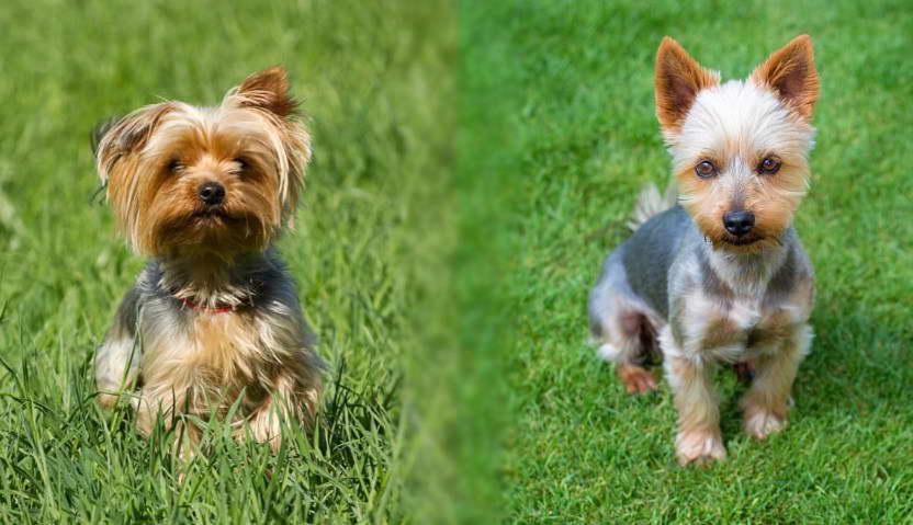 Silky Terrier For Sale Near Me