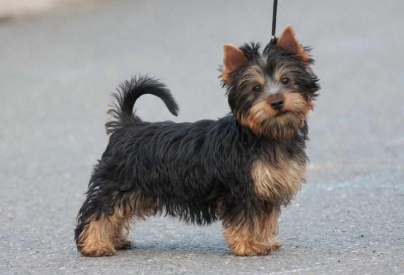 Silky Terrier Price