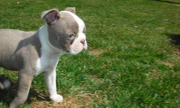 Silver Boston Terrier