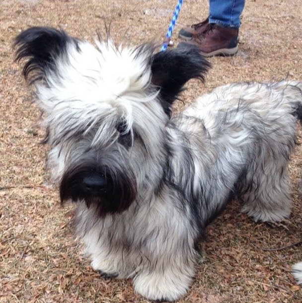 Skye Terrier Puppies For Sale