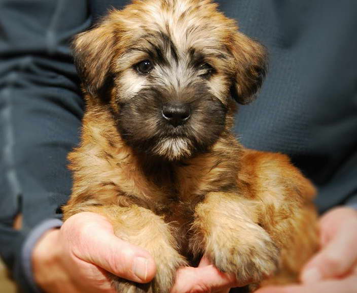 Soft Coated Wheaten Terrier Breeders Midwest