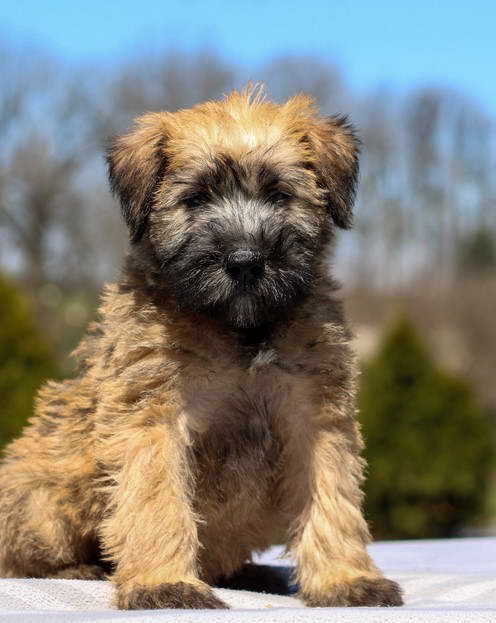 Soft Coated Wheaten Terrier Puppies For Sale in PA