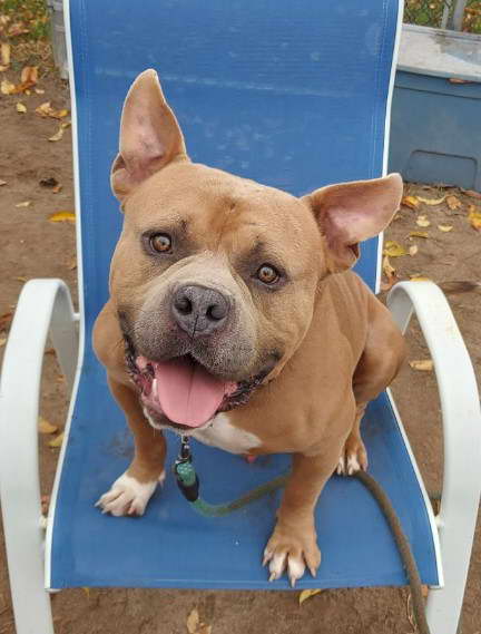 Staffordshire Terrier Bulldog Mix