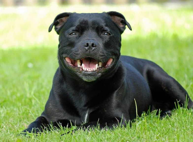 Staffordshire Terrier Images