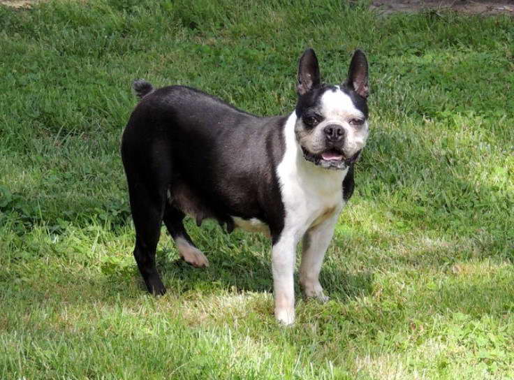 Teacup Mini Boston Terrier