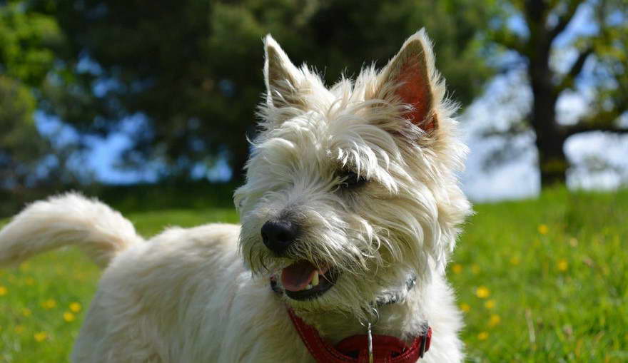 Terrier Grooming